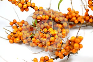 Buckthorn berries