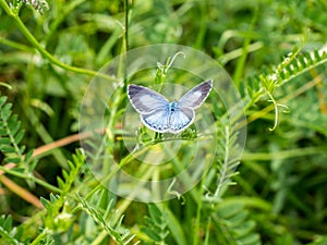 Buckthorn Blue Celastrina argiolus image