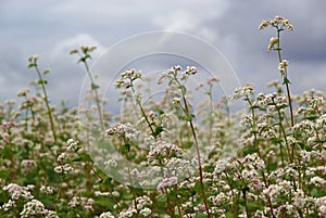 Buckwheat 03 photo