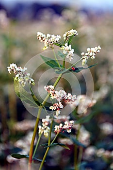 Buckwheat photo