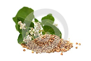 Buckwheat