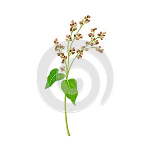 Buckwheat as Grain Crop or Cereal Specie and Cultivated Grass on Stalk with Inflorescences Vector Illustration