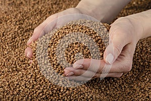 Buckwheat background, texture of buckwheat groats. Roasted buckwheat in the hands. Concept of food crisis, bad harvest