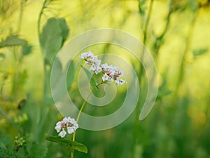 Buckwheat Fagopyrum esculentum cover crop field bloom plant detail lacy white common green farmed crops grown green red photo