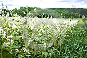 Buckwheat, Fagopyrum esculentum, Japanese buckwheat and silverhull buckwheat blooming on field. Close-up flowers of buckwheat