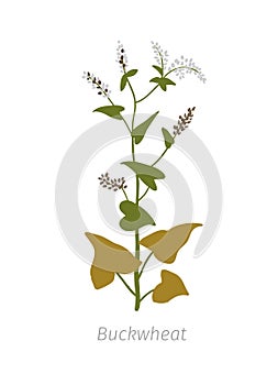 Buckwheat Fagopyrum Polygonaceae. Agriculture cultivated plant. Green leaves. Flat color Illustration clipart on white background