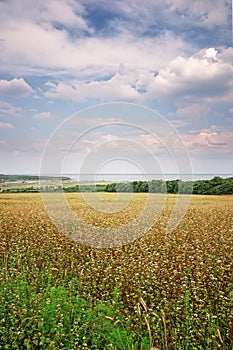 Buckwheat field