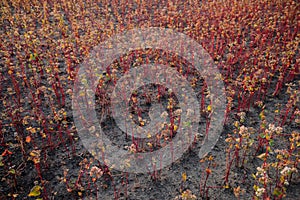 Buckwheat field in the last summer days at sunset, selective focus