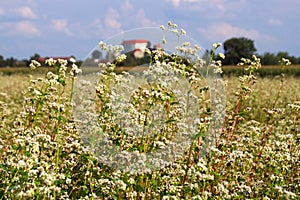 Buckwheat Field, Slovenia