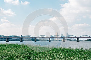 Buckwheat flower field and city view at Banpo Han river park Seorae island in Seoul, Korea