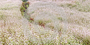 Buckwheat flower field on hills