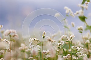Buckwheat flowers blooming against a blue sky