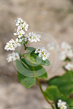 Buckwheat flowers in a field