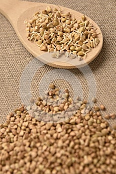 Buckwheat grain. Beans sprouts. Healthy food. Natural background