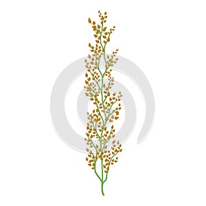 Buckwheat icon, cartoon style
