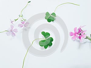 Buckwheat Pink Flowers and Leaves Heart Pattern Green Image