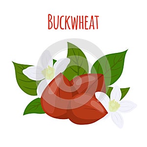 Buckwheat plant, cereal grains, vegetarian food.Flat style. Vector illustration