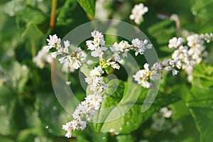 Buckwheat plant with flower in the garden.