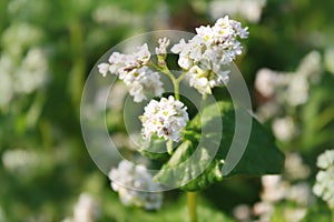 Buckwheat plant with flower in the garden.
