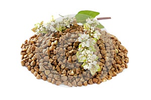 Buckwheat plant with white flowers and seeds. Buckwheat plant white blossom. Buckwheat seeds and fresh flowers isolated.