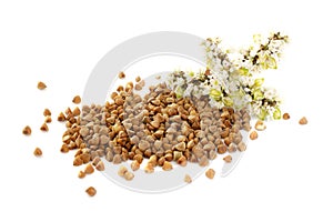 Buckwheat plant with white flowers and seeds. Buckwheat plant white blossom. Buckwheat seeds and fresh flowers isolated.