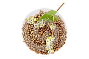 Buckwheat plant with white flowers and seeds, top view. Buckwheat plant white blossom, top view.