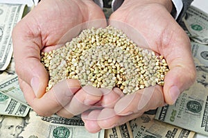 Buckwheat seeds and dollar banknotes, depicting the agribusiness