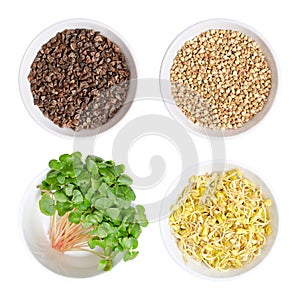 Buckwheat seeds, microgreens and sprouts in white bowls