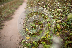 Buckwheat at the stage of ripening before harvesting. Fagopyrum esculentum, Japanese buckwheat and silverhull buckwheat blooming