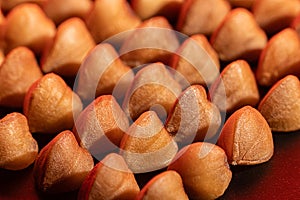 Buckwheat uncooked raw grains formed and stored in rows to dry for the highest quality