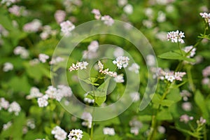 Buckwheat and wild flower field in Mu Cang Chai