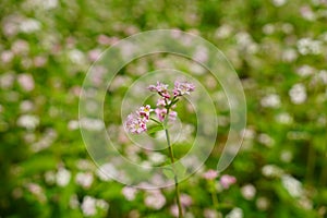 Buckwheat and wild flower field in Mu Cang Chai