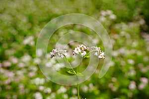 Buckwheat and wild flower field in Mu Cang Chai