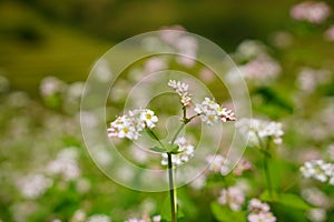 Buckwheat and wild flower field in Mu Cang Chai