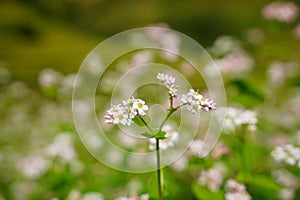 Buckwheat and wild flower field in Mu Cang Chai