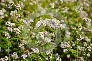 Buckwheat and wild flower field in Mu Cang Chai