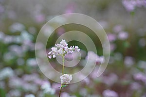 Buckwheat and wild flower field in Mu Cang Chai