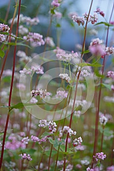 Buckwheat and wild flower field in Mu Cang Chai