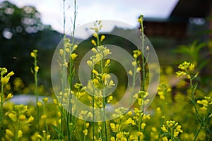 Buckwheat and wild flower field in Mu Cang Chai