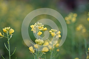 Buckwheat and wild flower field in Mu Cang Chai