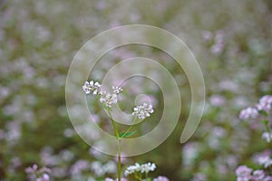 Buckwheat and wild flower field in Mu Cang Chai