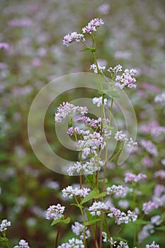 Buckwheat and wild flower field in Mu Cang Chai