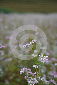 Buckwheat and wild flower field in Mu Cang Chai