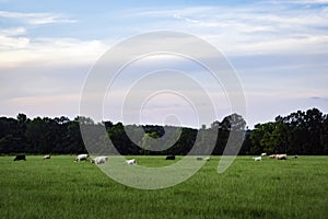 Bucolic cattle pasture scene photo