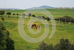 Bucolic landscape