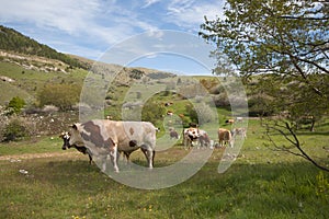 Bucolic landscape with grazing cows near Campo Imperatore