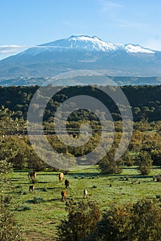 Bucolic Landscape And Volcano Etna photo