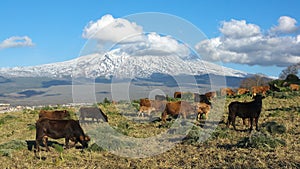 Bucolic Landscape And Volcano Etna