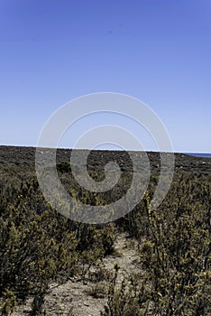 Bucolic panoramic landscape of the Valdes Peninsula in northern Patagonia near Puerto Madryn city center in the Chubut province in