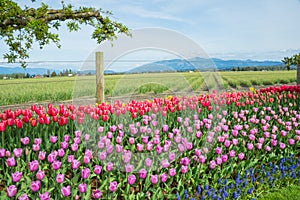 Bucolic Rural Spring Landscape Farmland and Flowers